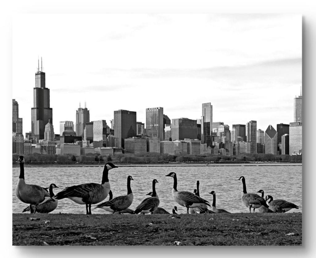 Geese in Chicago